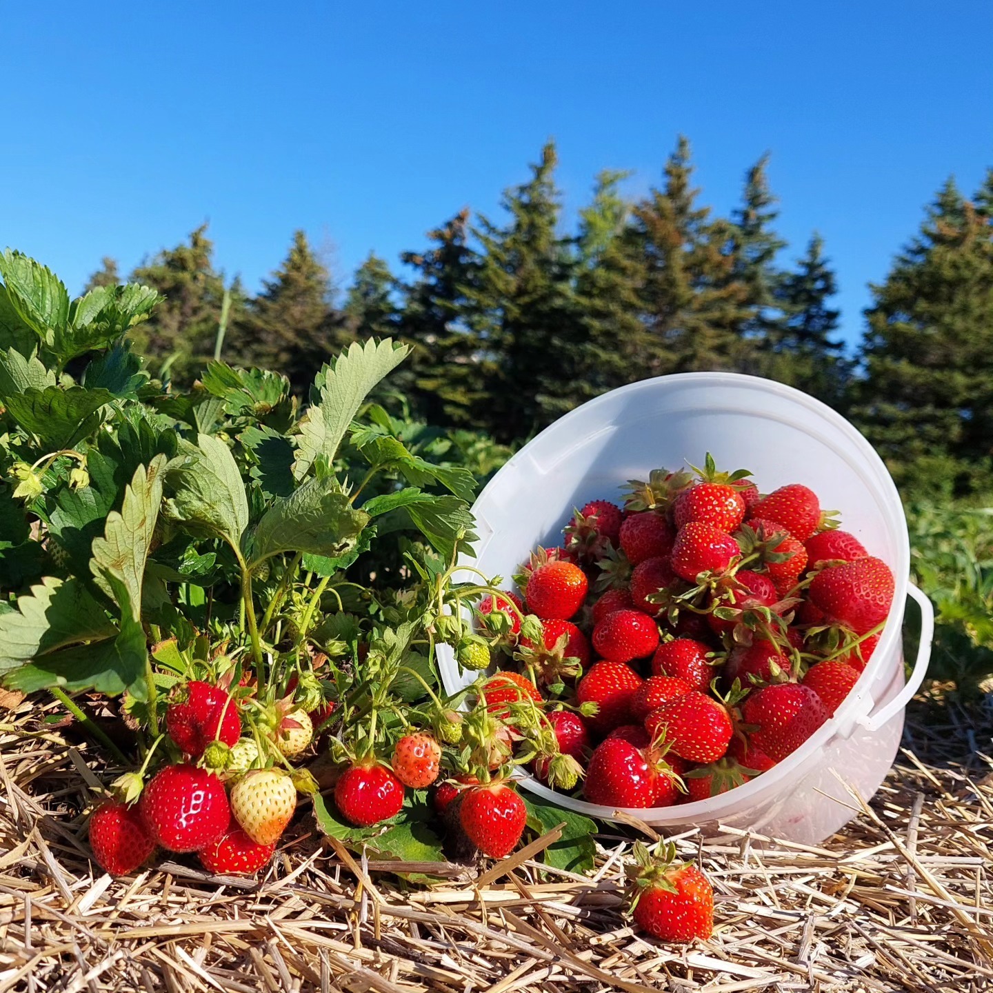 Berry fun header