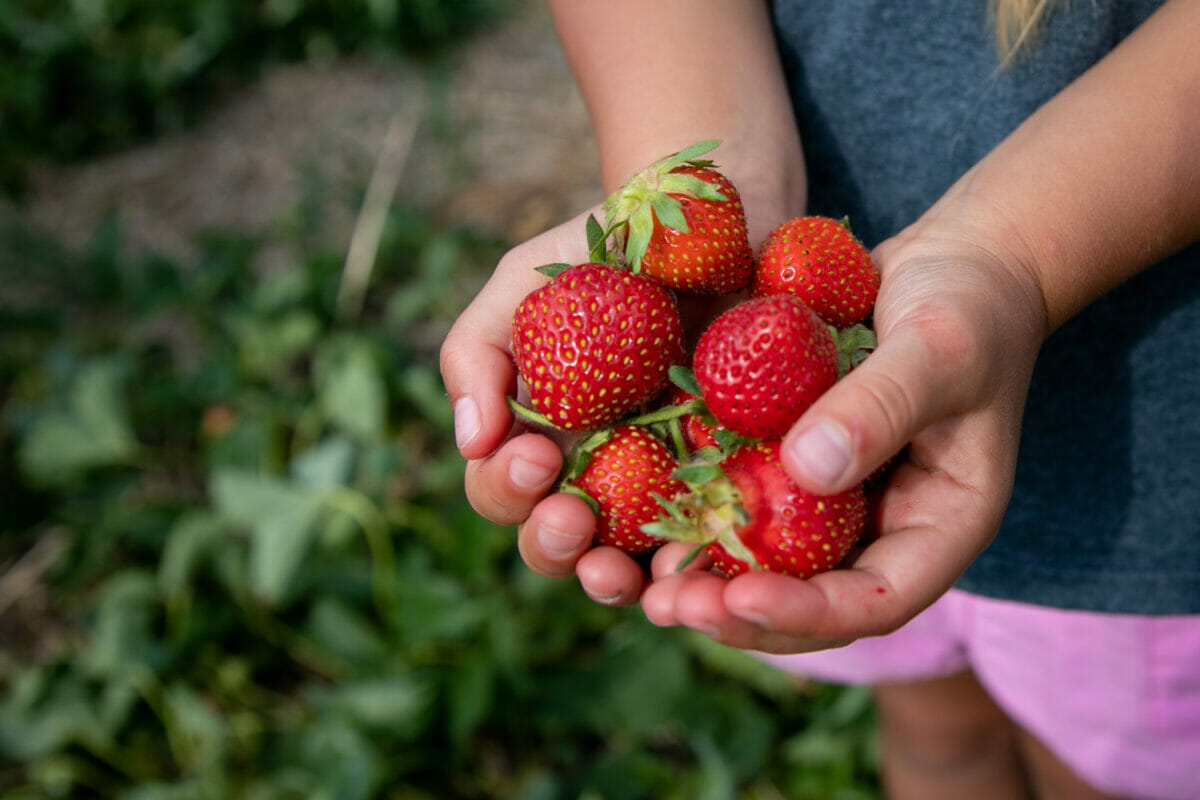 Prairie Berry header