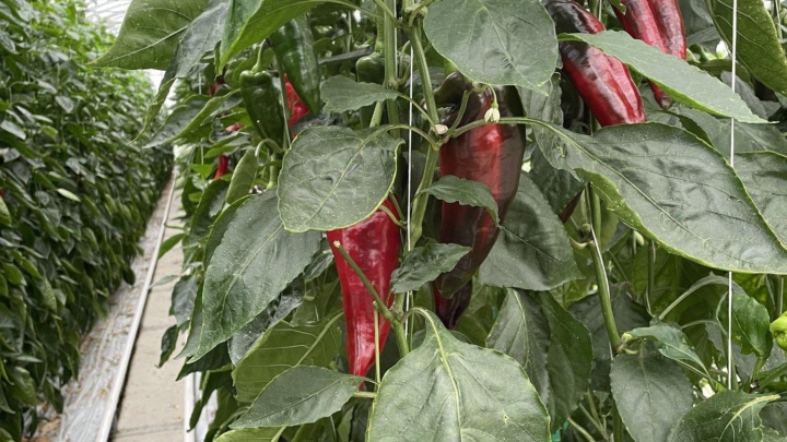 Broxburn greenhouse peppers