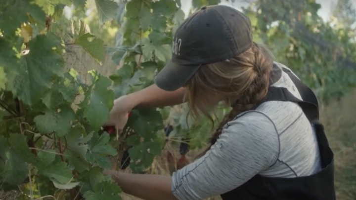 Pruning grape vines at Tantalus Vineyards.