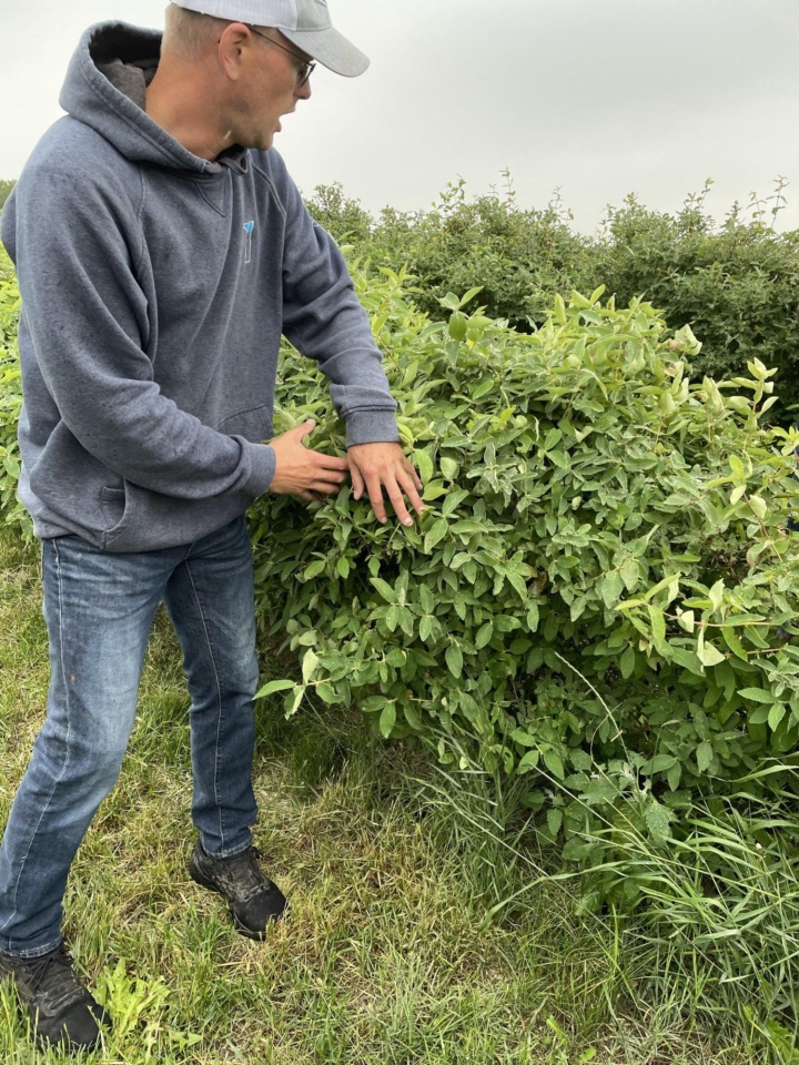 Praire Hills Farms Haskap Berries